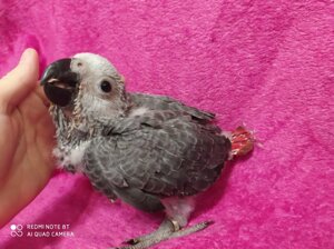 Сірий папуга жако або Алохвостий жако, викормиші від 1 місяця