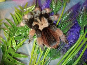 Брахіпельма Емілія. Brachypelma emilia (Мексиканський червононогий птицеед).