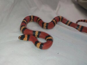 Молочна Гонудураська змія, морфні змії різного віку