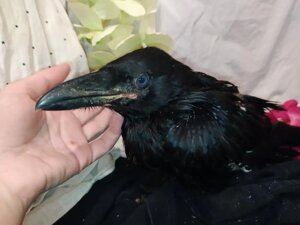 Ручні, розумні воронята. Corvus Corax.
