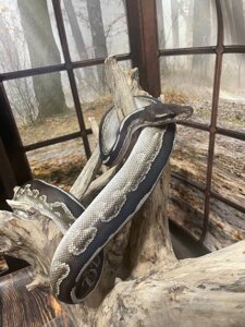 Королівський пітон (Python regius)