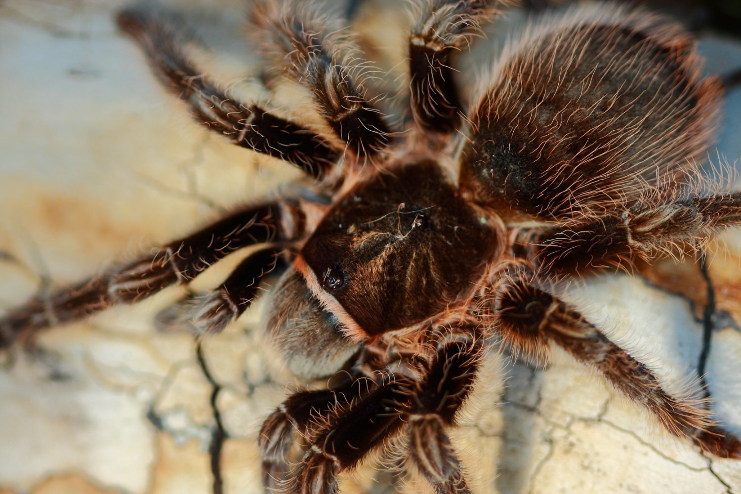 Заказать Брахипельма альбопилосум. Brachypelma albopilosum. Курчавый  птицеед. с доставкой по всей Украине - 1082995261