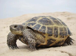 Середньоазіатська черепаха або степова черепаха. Testudo (Agrionemys) horsfieldii.