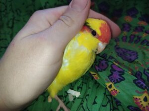 Ручні папужки какарики. Жовтого та зеленого забарвлення. Самці та самки