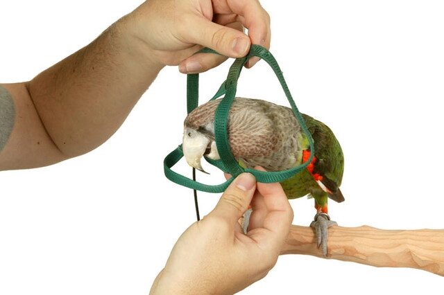 Повідець та шлея для папуги піррура від компанії Шіпістік Shipistik - фото 1