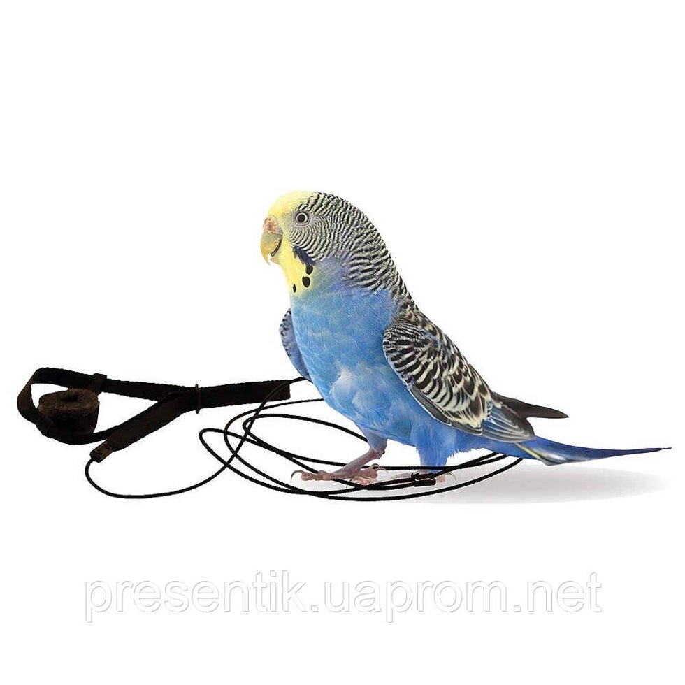 Повідець зі шлейкою для хвилястого папуги від компанії Шіпістік Shipistik - фото 1