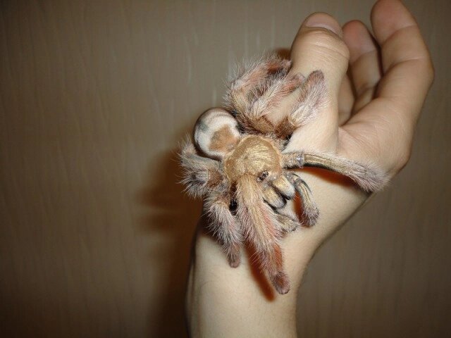 Псалмопеус Пулчер (Psalmopoeus pulcher) павук-птахоїд від компанії Шіпістік Shipistik - фото 1