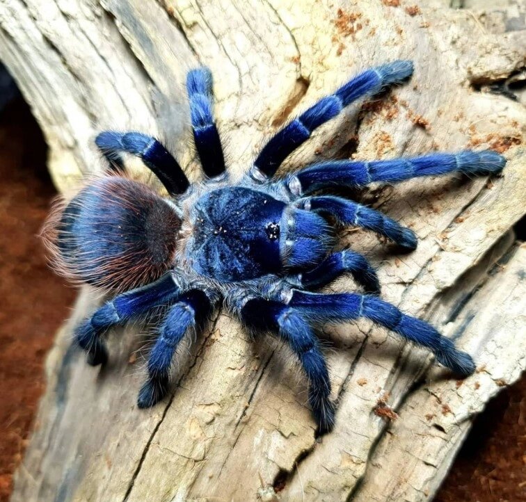 Птеринопельма Сазімай (Pterinopelma sazimai), неймовірно красивий павук-птахоїд від компанії Шіпістік Shipistik - фото 1