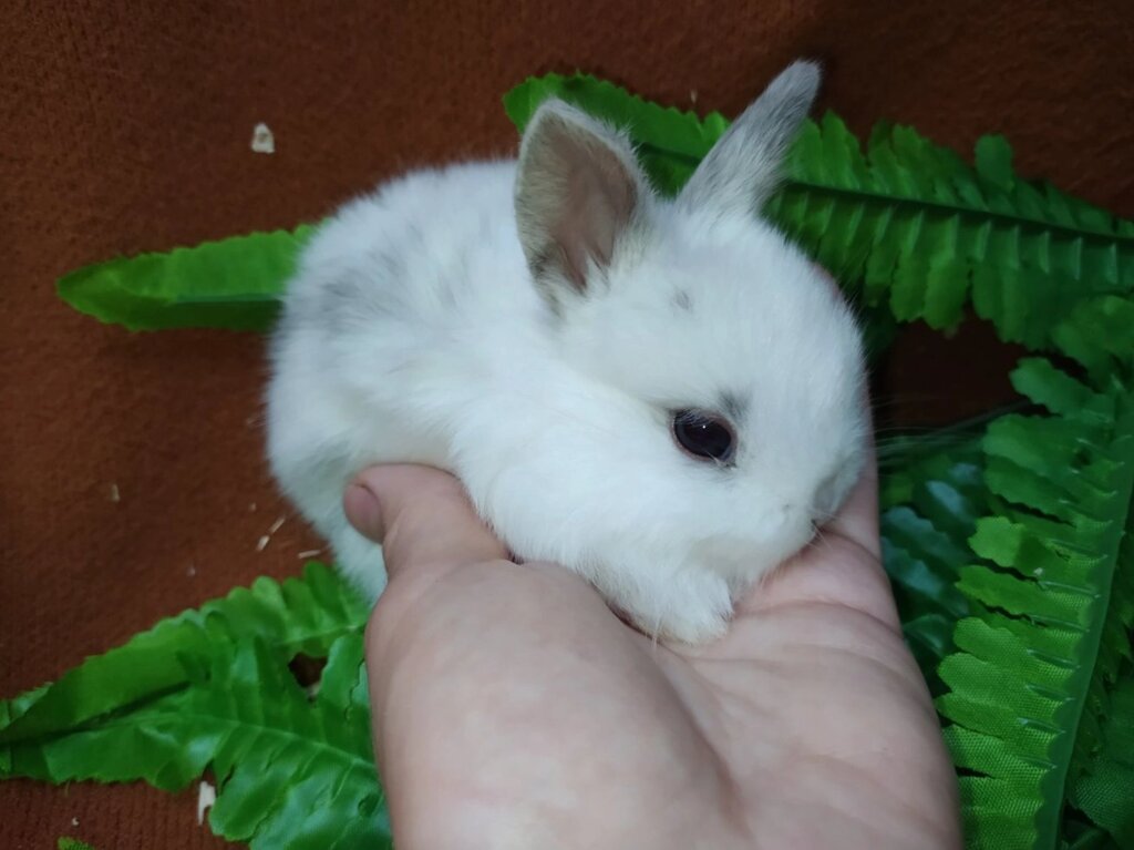 Ручні декоративні кролики. Ручні малюки різного забарвлення. від компанії Шіпістік Shipistik - фото 1