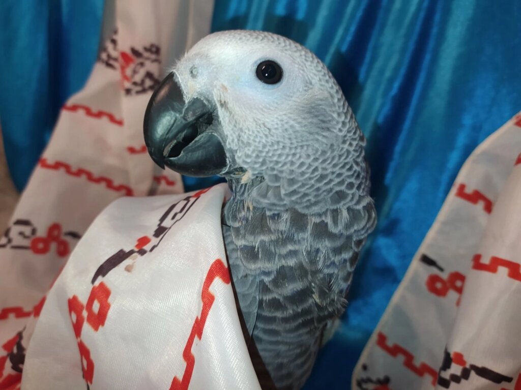 Ручний годованець Жако. Розумний папуга. від компанії Шіпістік Shipistik - фото 1