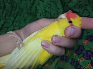Ручні папужки какарики. Жовтого і зеленого забарвлення. Самці і самки.