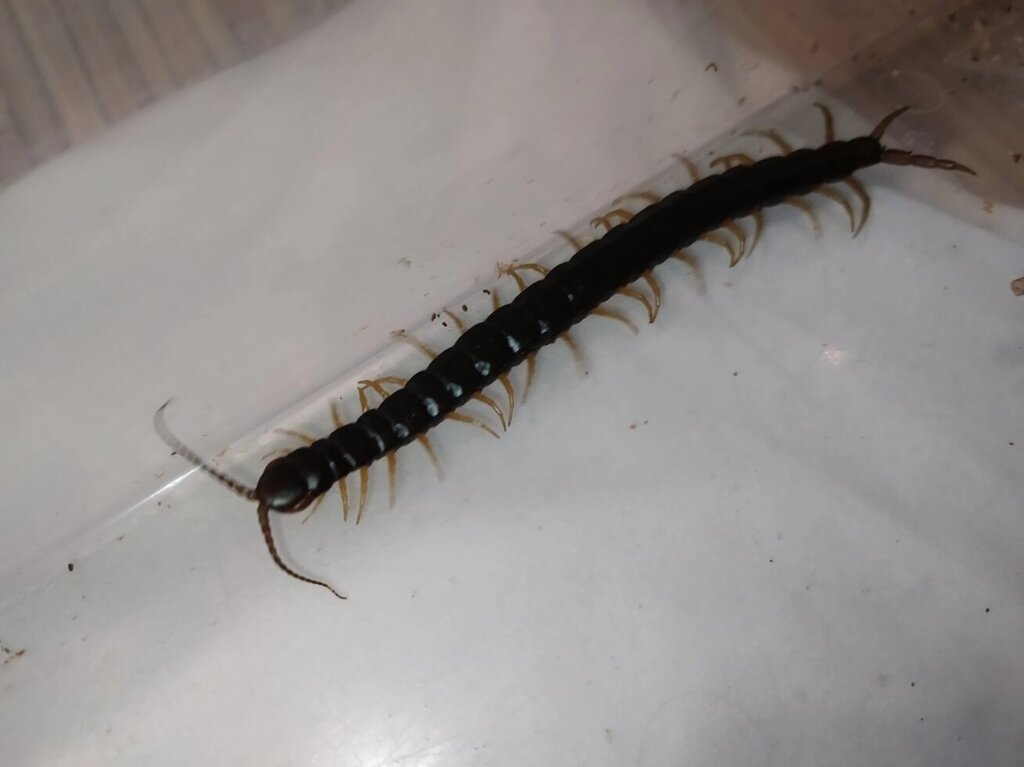 Scolopendra cingulata. Сколопендра Yellow legs. 12см. від компанії Шіпістік Shipistik - фото 1