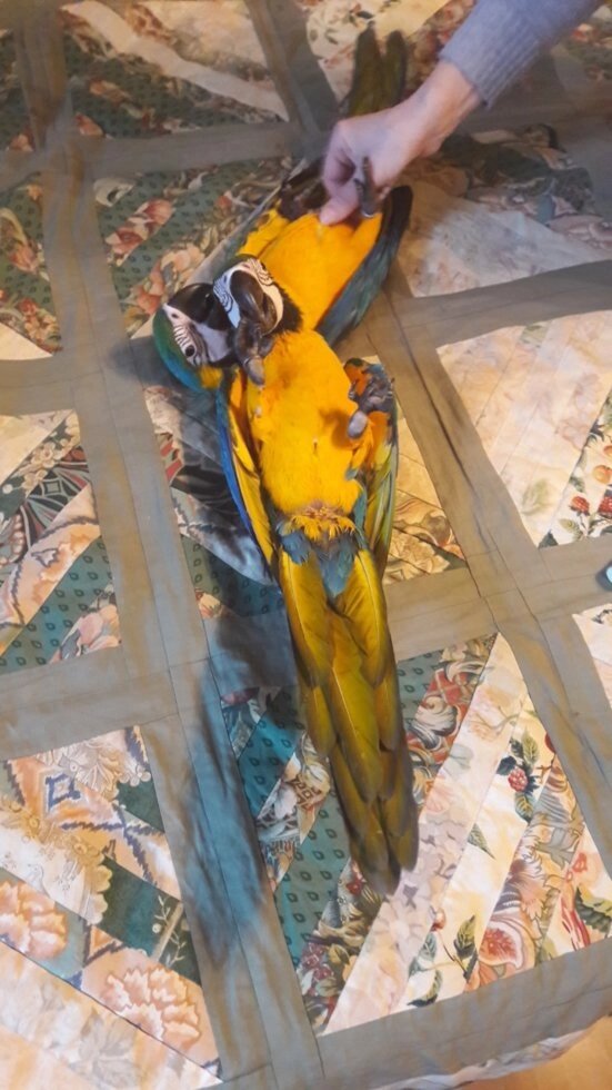 Синьо-жовтий ара. Пташенята годованці ара. Ara ararauna. від компанії Шіпістік Shipistik - фото 1