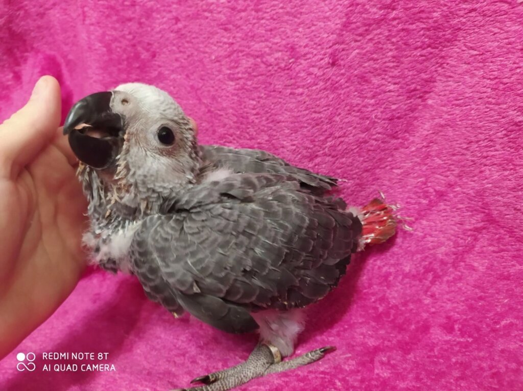 Сірий папуга жако або Алохвостий жако, викормиші від 1 місяця від компанії Шіпістік Shipistik - фото 1