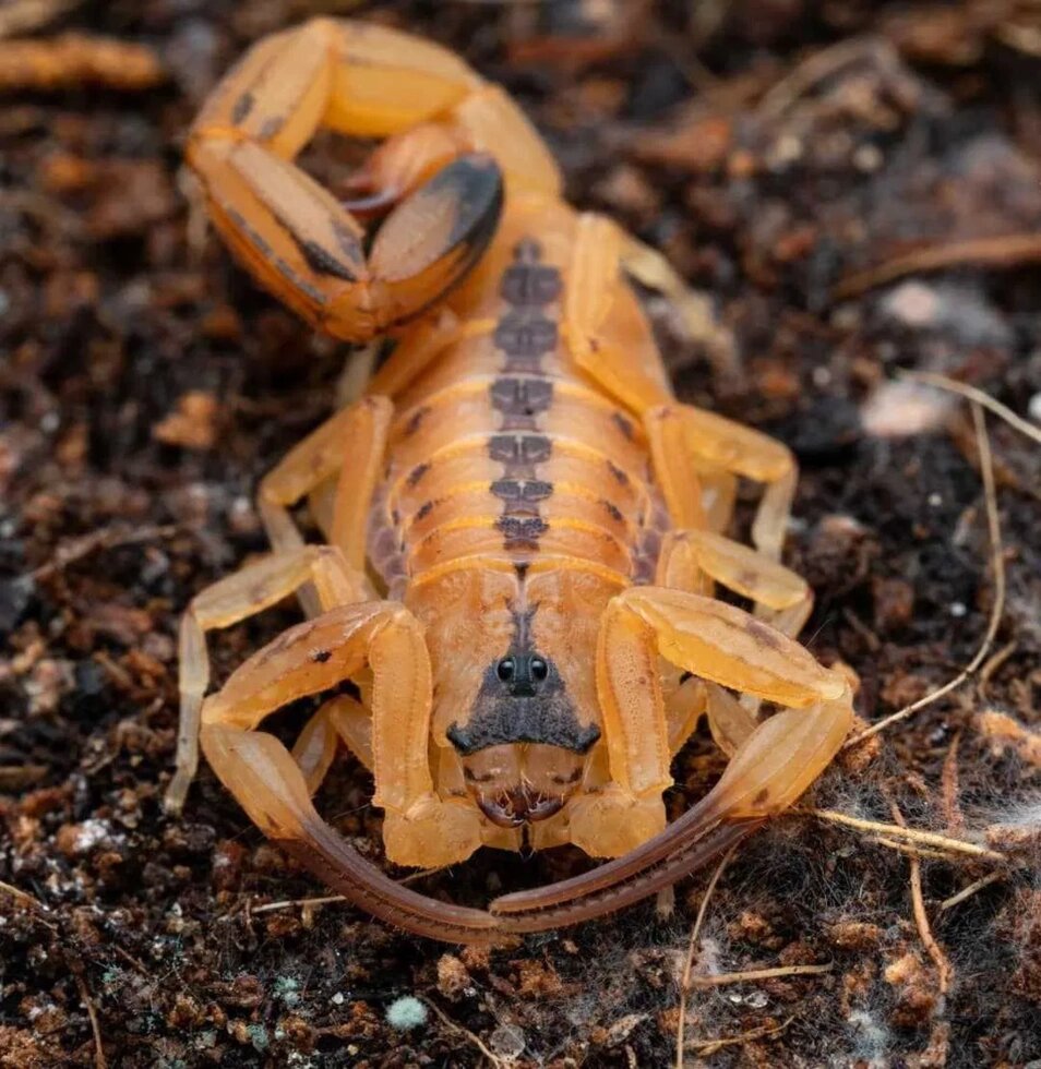 Скорпіон Титус стигмурус (Тityus stigmurus) мешканець Бразилії від компанії Шіпістік Shipistik - фото 1