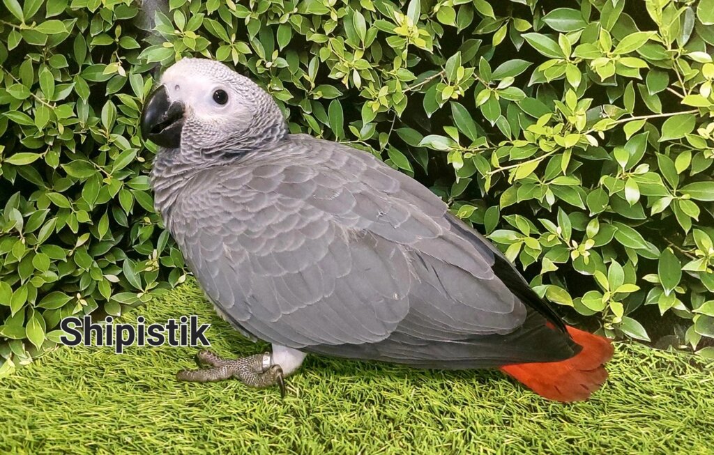 Великий, розумний папуга Жако Алохвостий або Великий сірий папуга від компанії Шіпістік Shipistik - фото 1