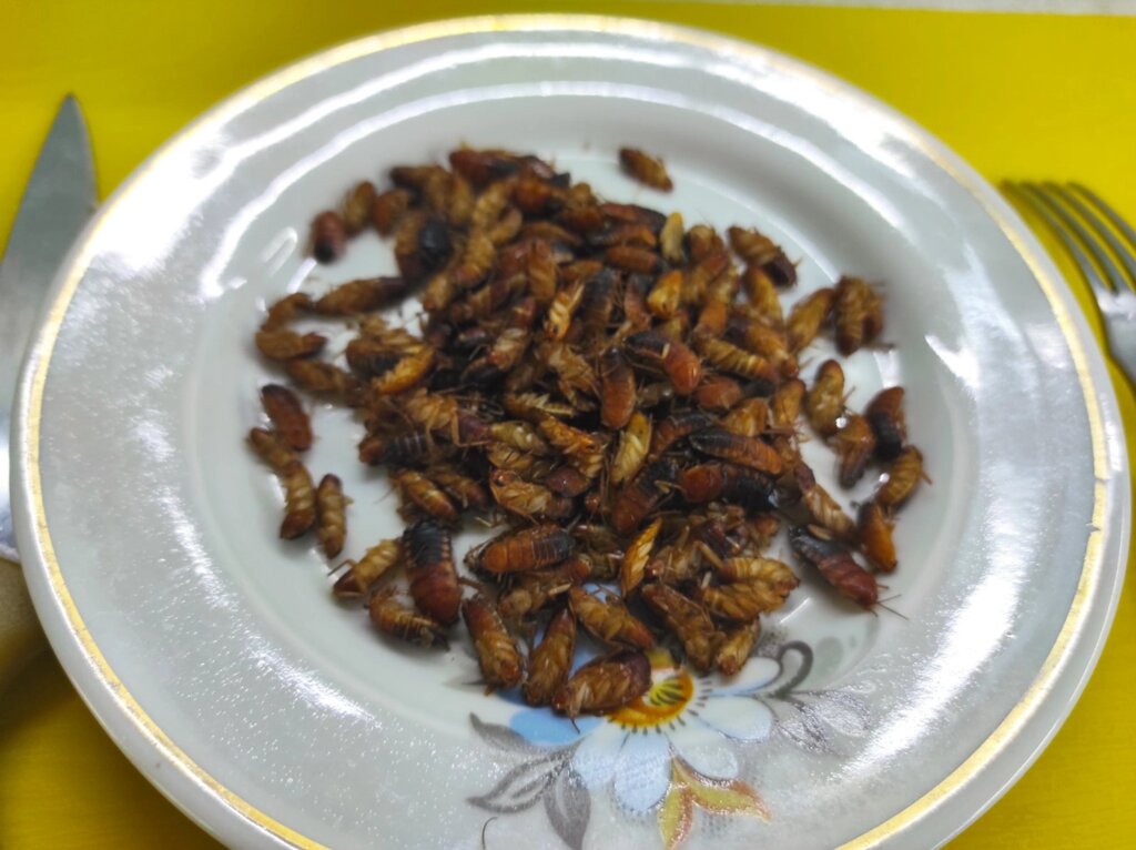 Замороженные тараканы. Корм для стрижа. Кормовые насекомые. Туркменский таракан заморозка ##от компании## Шипистик Shipistik - ##фото## 1