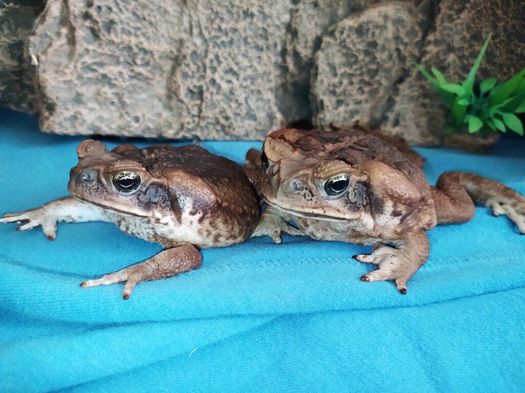 Жаба Ага або очеретяна жаба, різного віку від компанії Шіпістік Shipistik - фото 1