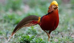 Золотий фазан, яскраві красиві, статевозрілі самці. Декоративний птах