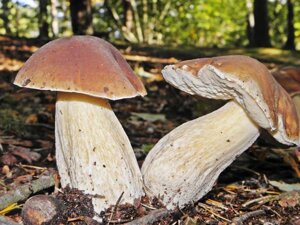 Грибниця Білого гриба ялинового, Boletus edulis, сухої зернової міцелій