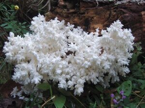 Грибниця Їжовик коралловидного, Hericium coralloides, сухої зернової міцелій