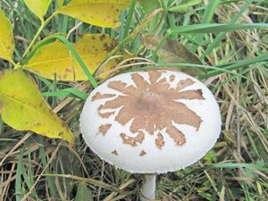 Грибница гриба-зонтика Конрада, Macrolepiota konradii, сухой зерновой мицелий