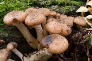 Грибниця опеньки північного, Armillaria borealis, живий зерновий міцелій