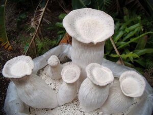 Грибниця Гливи Чаудинского гриб, Pleurotus nebrodensis, сухої зернової міцелій