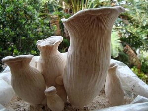 Грибниця Гливи Чаудинского гриб, Pleurotus nebrodensis, живий зерновий міцелій