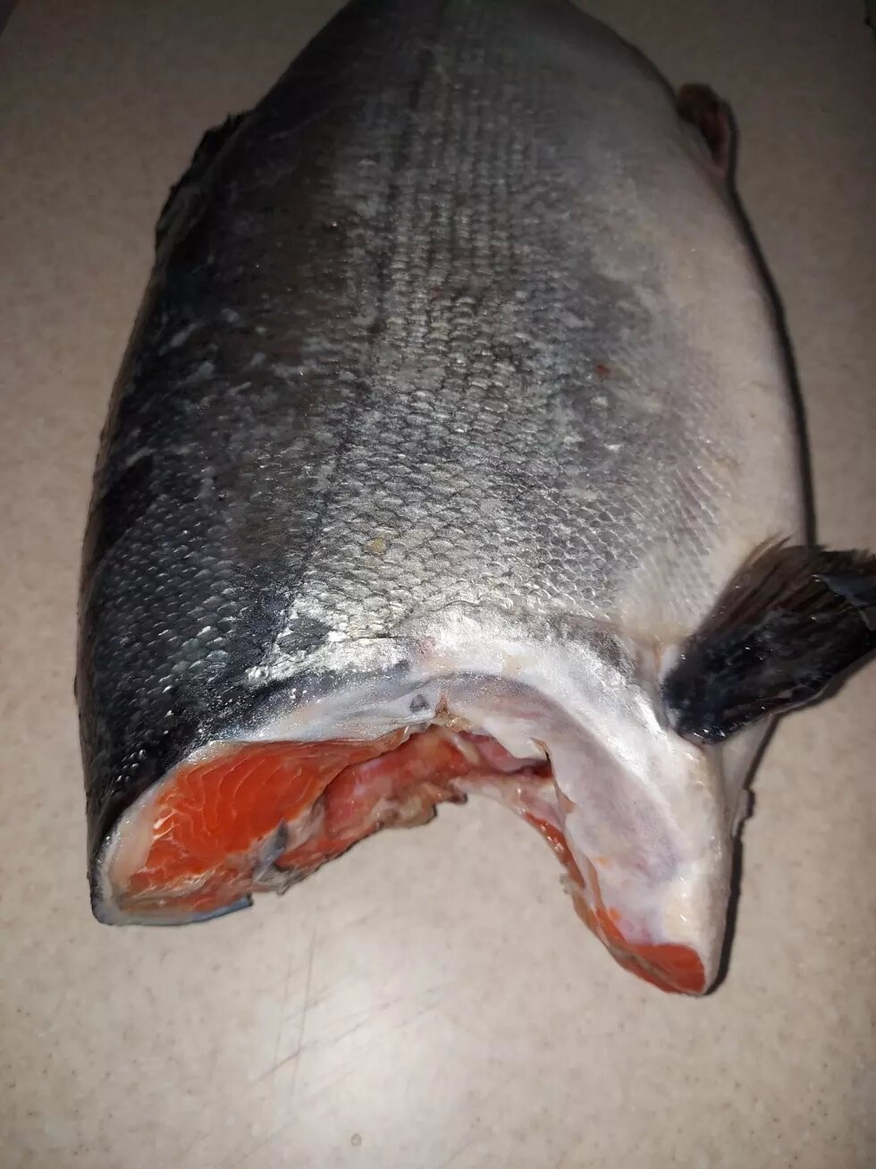 Червона риба кижуч  свіжоморожена сріблястий лосось від компанії Ikrafish_ua - фото 1
