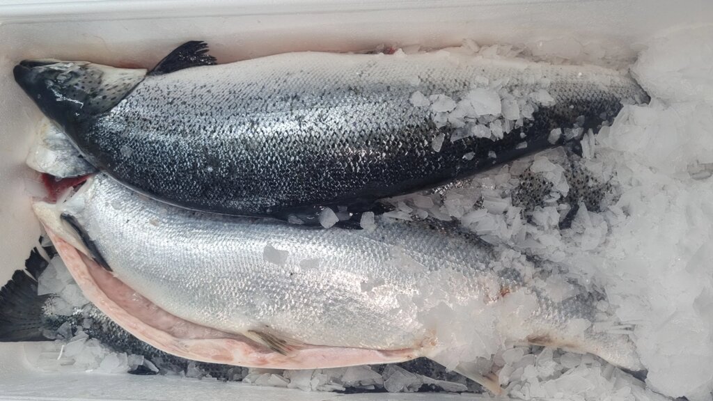 Червона риба лосось сьомга охолодженна розмір 5-6 кг від компанії Ikrafish_ua - фото 1