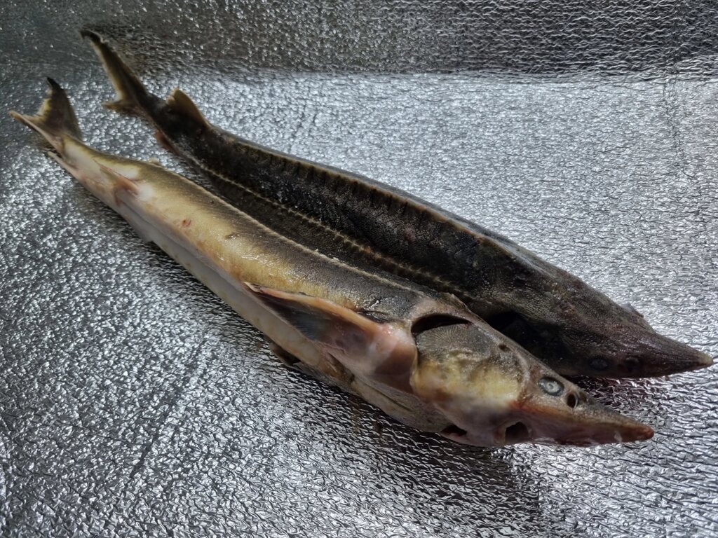 Осетер риба тушка 1- 2 кг від компанії Ikrafish_ua - фото 1