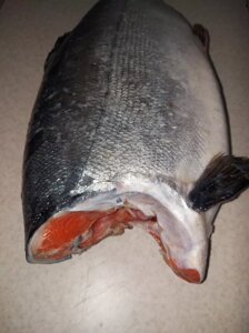 Червона риба кижуч свіжоморожена сріблястий лосось