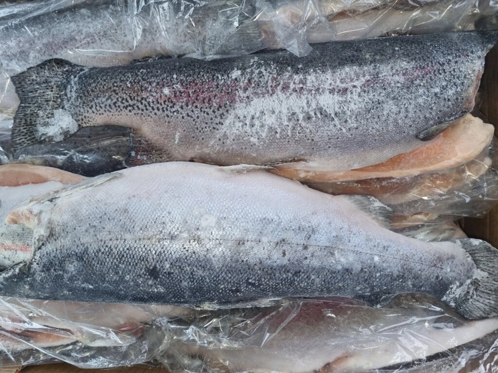 Риба форель без голови потрошена 1- 2 кг Норвегія від компанії Ikrafish_ua - фото 1
