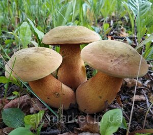 Зарощенний грибний блок білий гриб дубовик