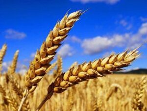 Семена озимой пшеницы Новосмуглянка высокоинтенсивного типа