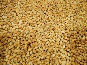 Насіння пшениці ЛЕННОКС (дворучка) 1 репродукція