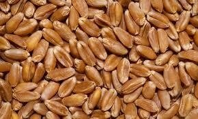 Насіння пшениці твердої ХАРКІВСЬКОЇ 39 еліта 1 репродукція