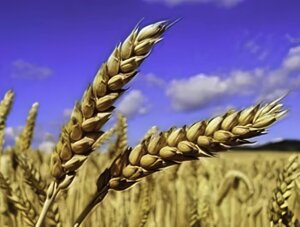 Насіння ярої пшениці ЛЕННОКС (дворучка)