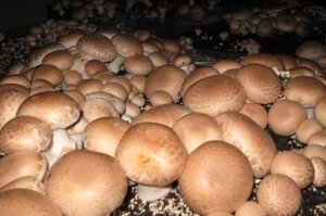 Грибна коробка Королівського Коричневого шампіньона Готовий набір для вирощування грибів Сімейний 30 х 30 см