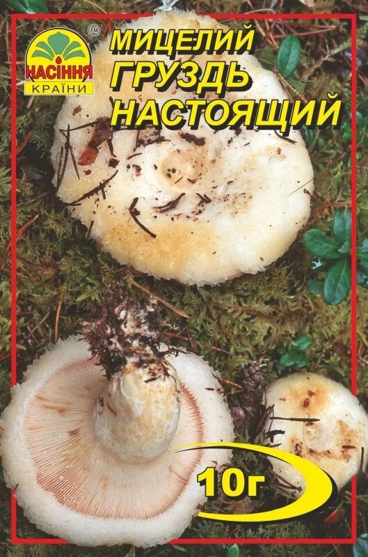 Мицелий грибов Насіння країни Груздь 10 г від компанії Придбай - фото 1