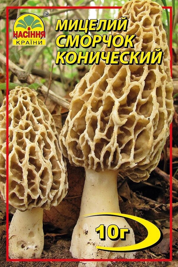 Мицелий грибов Насіння країни Сморчок конический 10 г від компанії Придбай - фото 1