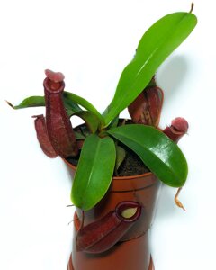 Рослина хижак Непентес Кривава Мері AlienPlants Nepenthes Bloody Merry Plants