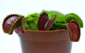 Рослина хижак Венеріна Мухолівка AlienPlants B52 Dionaea muscipula B52 L (SUN0001CP)