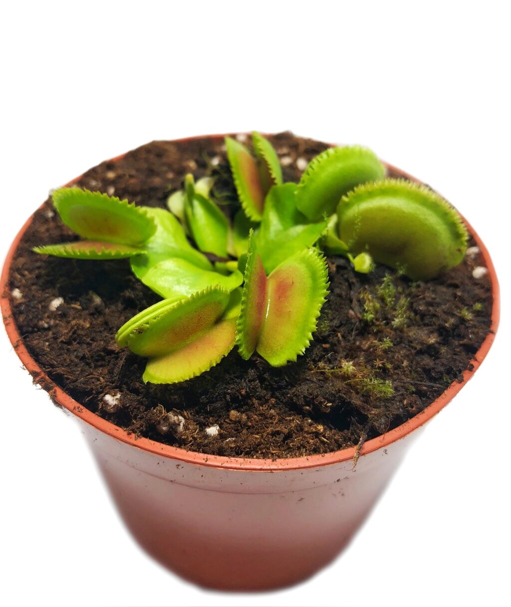 Рослина Хижак Венерина мухоловка Дентата AlienPlants Dionaea muscipula Dentate S Plants (SUN0017CP) від компанії Придбай - фото 1