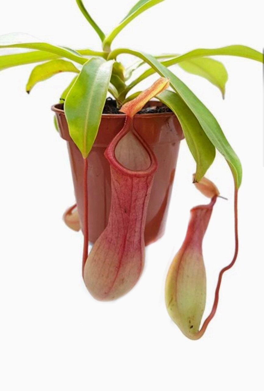 Рослина хижака Непентес Алата AlienPlants Nepenthes Alata Plants (SUN005CP) від компанії Придбай - фото 1