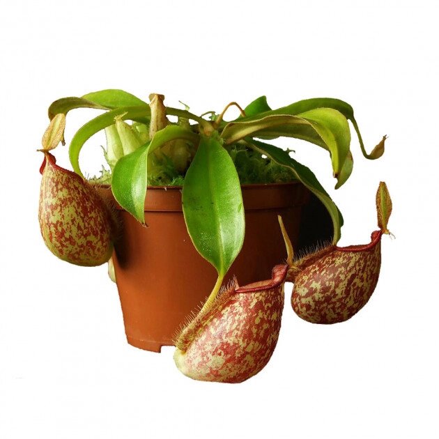 Рослина хижака Непентес Хукеріана AlienPlants Nepenthes Hookeriana Plants (SUN006CP) від компанії Придбай - фото 1