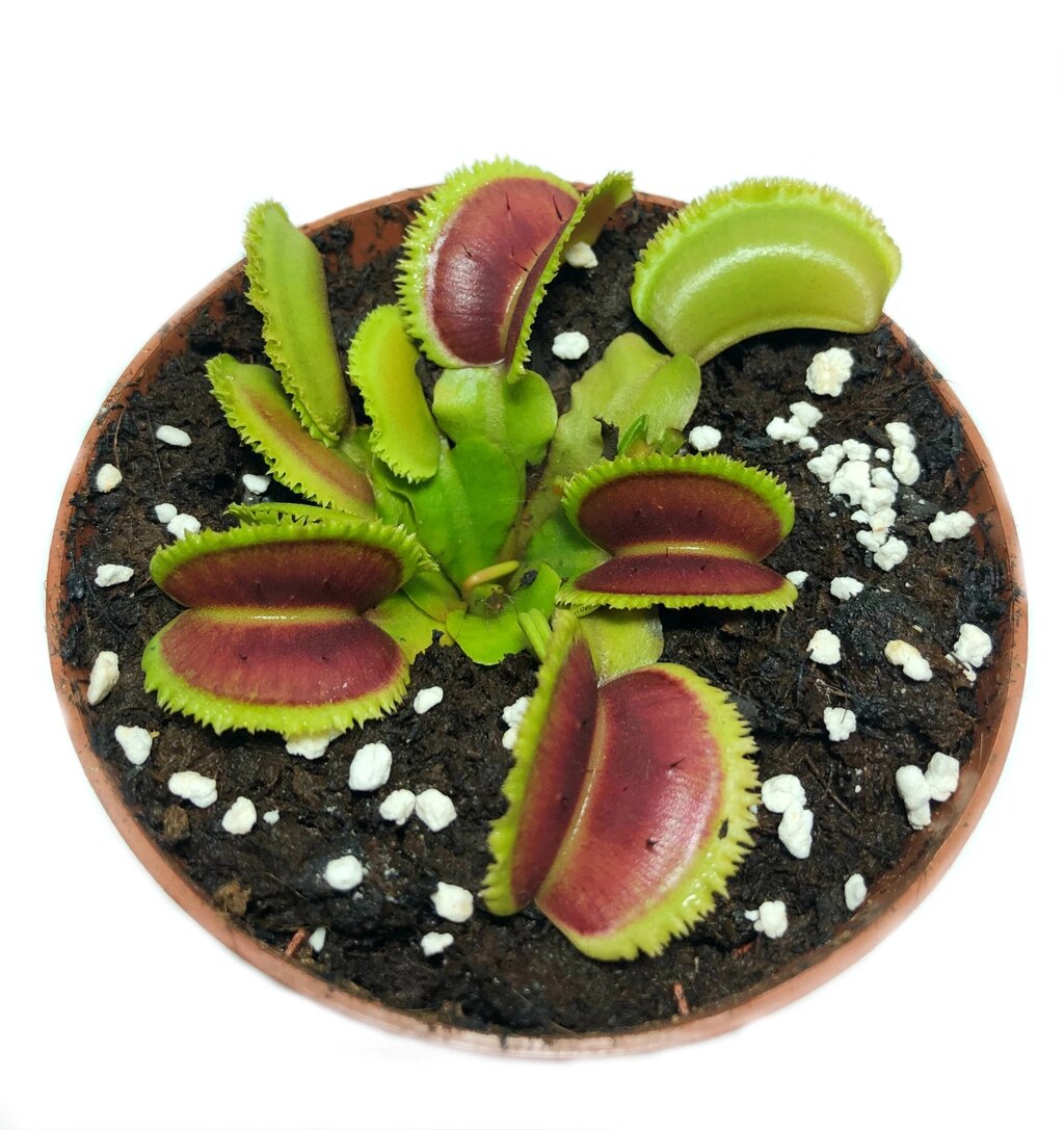 Рослини Хижак Венерина мухоловка Дентата AlienPlants Dionaea muscipula Dentate M Plants (SUN0018CP) від компанії Придбай - фото 1