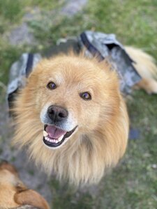 Собача тактична жилетка — розвантаження для собак, жилет для собак