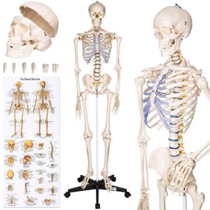 Об'ємний анатомічний скелет людини 181 см ОЛХ доставка